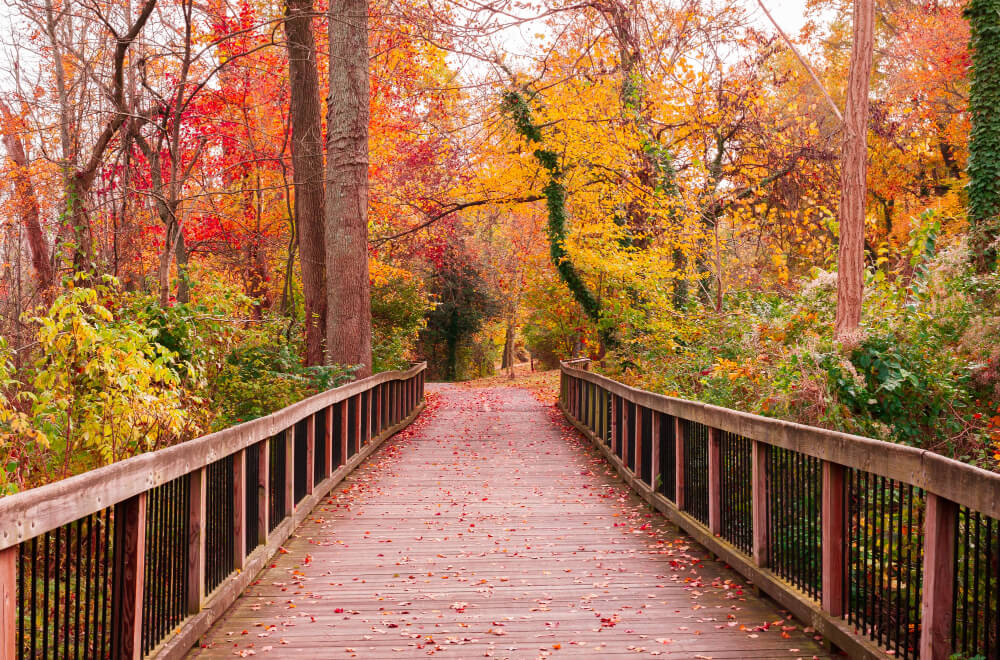 Autumn Falls: Exploring the Beauty of the Season