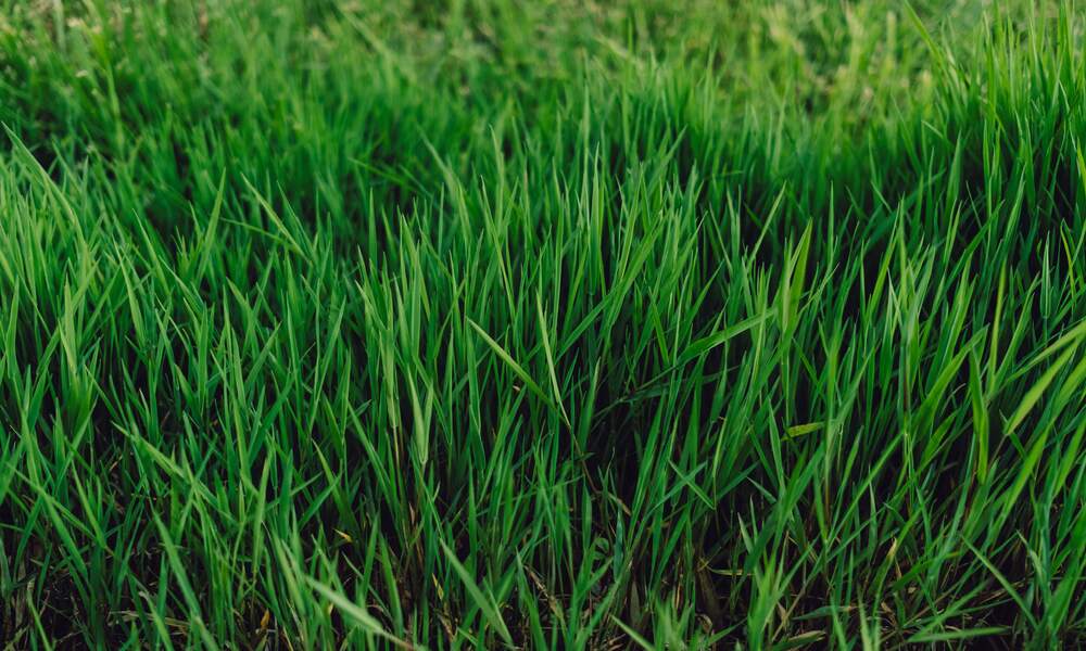 Best Fertilizer for Bermuda Grass